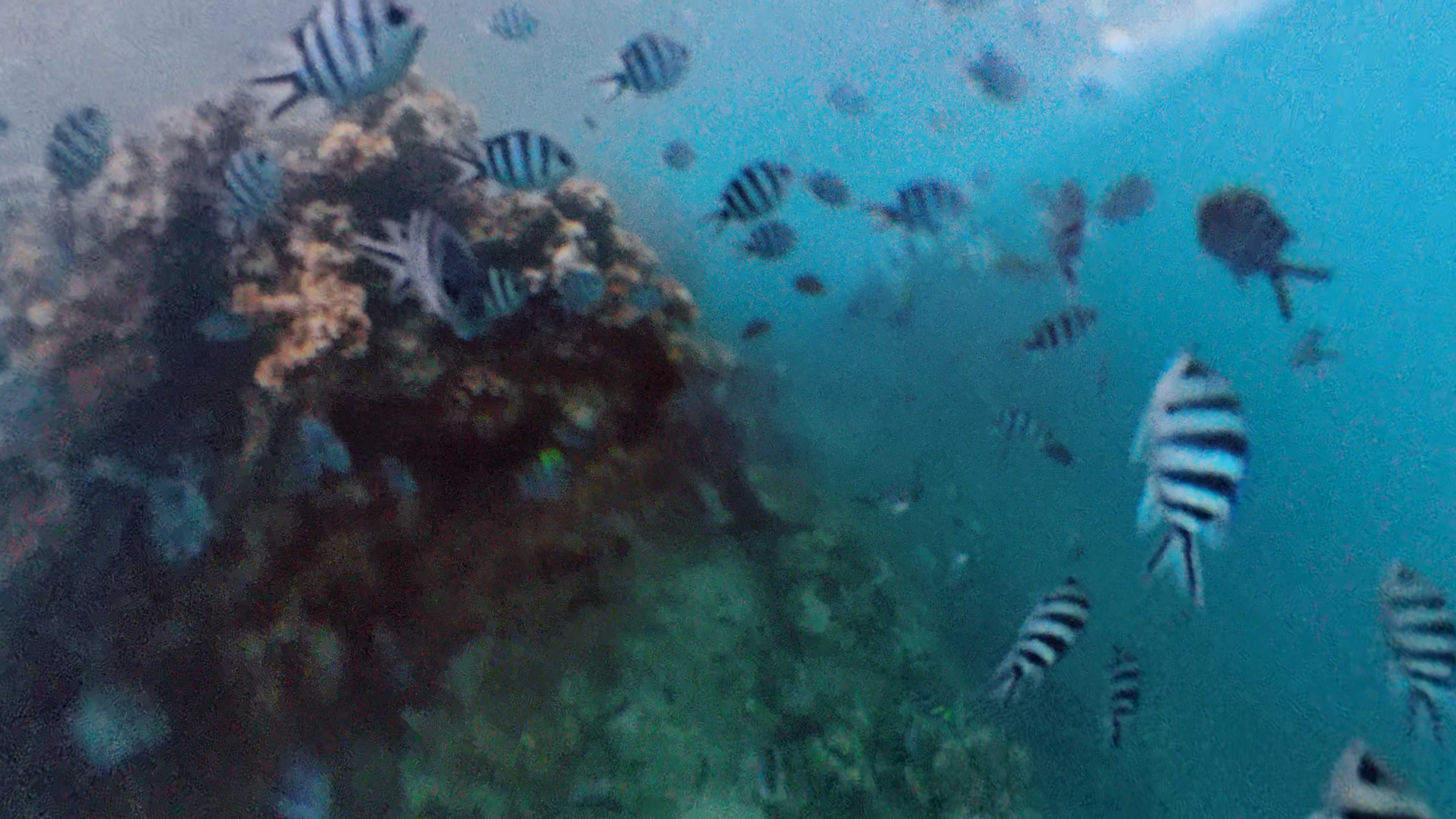 Striped fish and a coral reef underwater