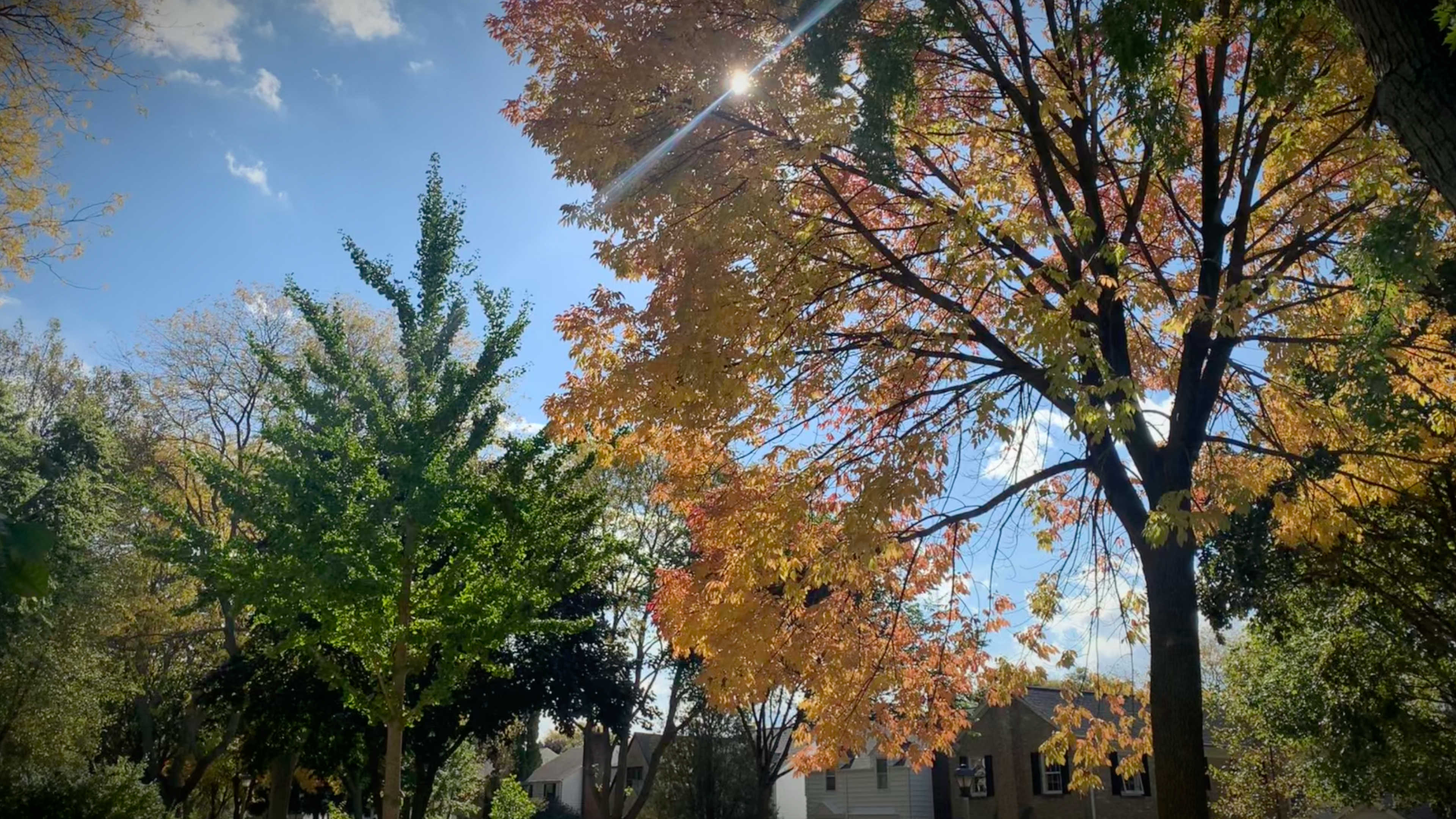 A leafy canopy of colorful deciduous trees