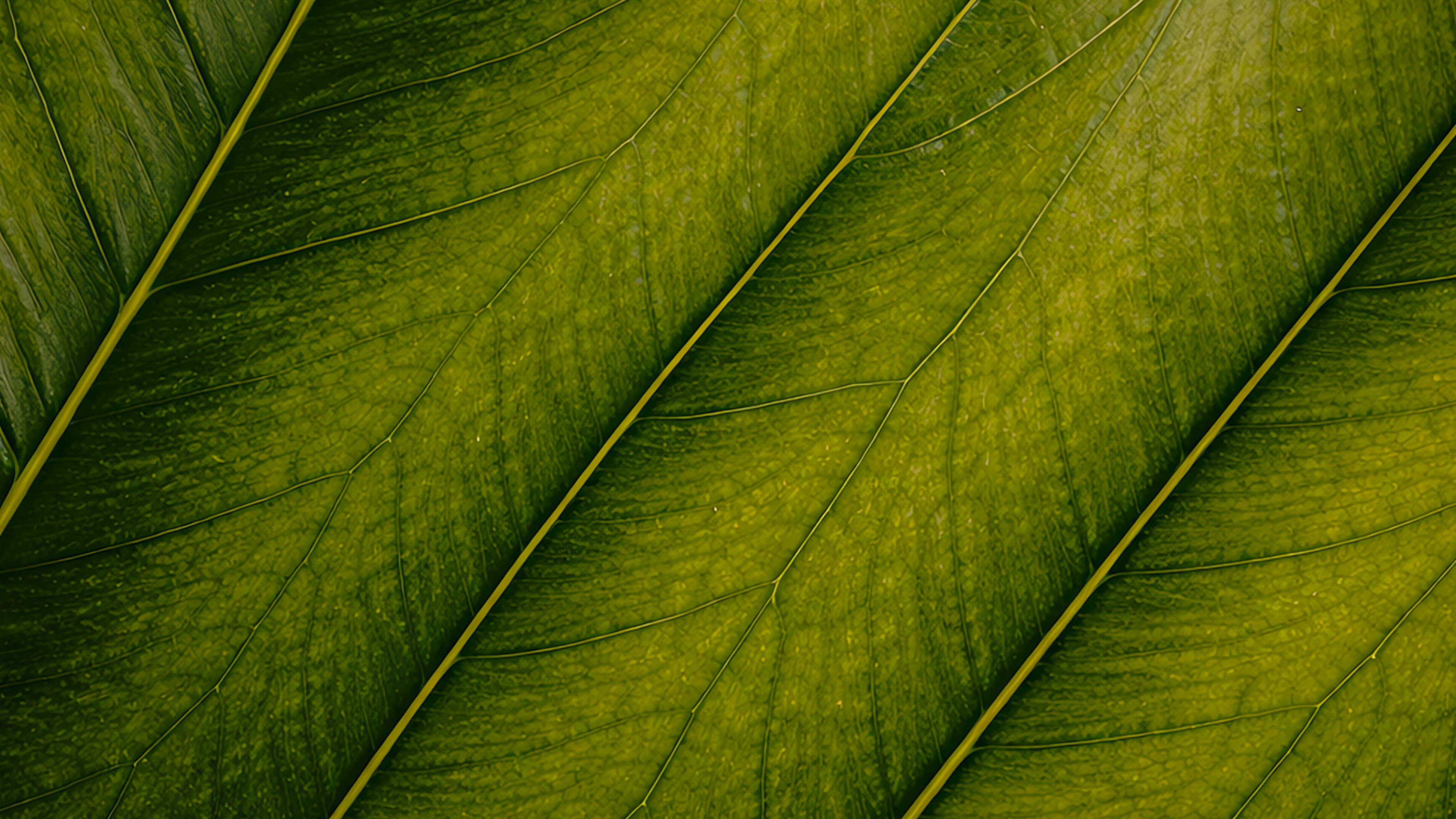 Macro photo of a green leaf with prominent veins and texture.