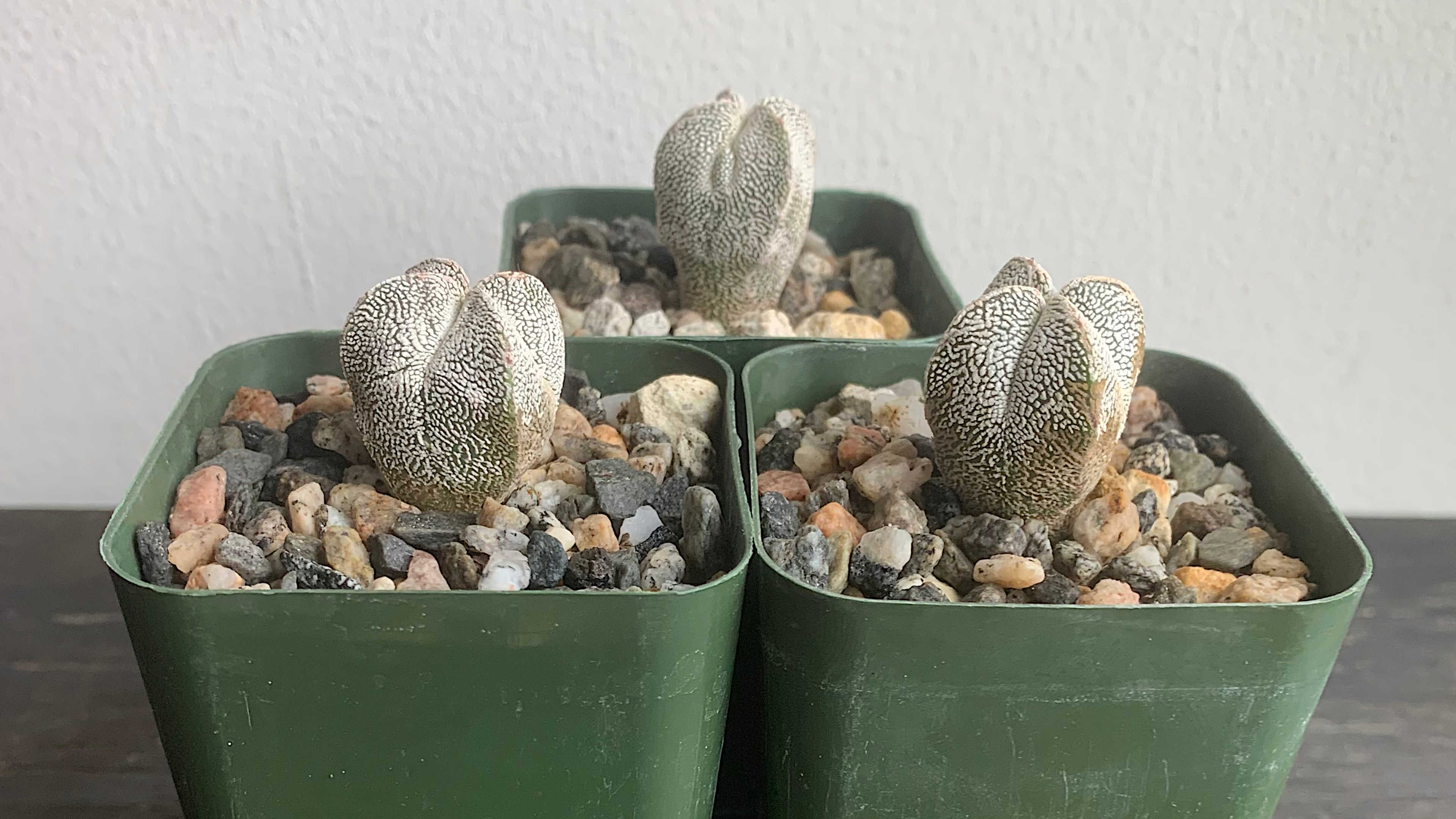 Astrophytum Onzuka nursury plants