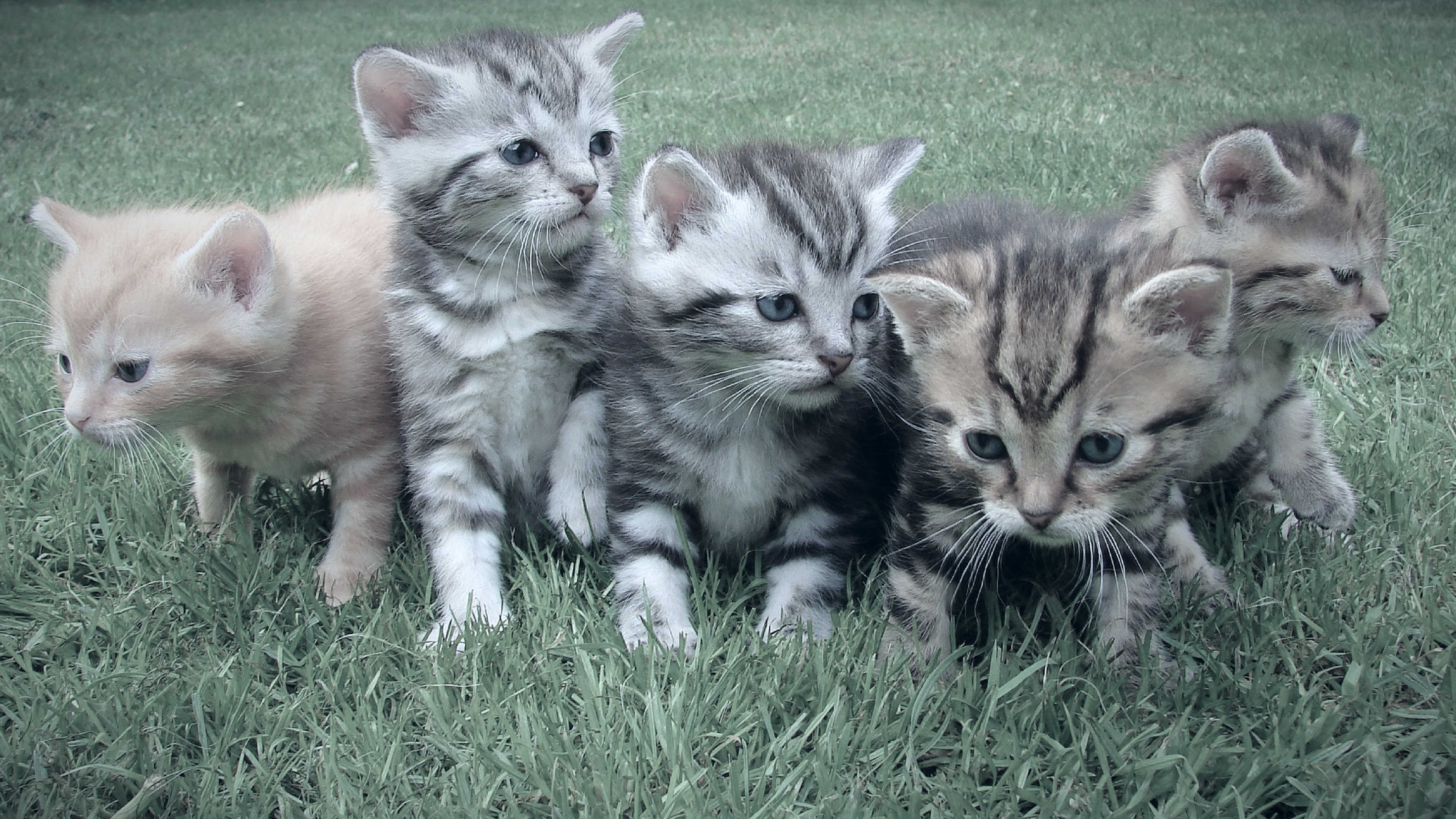 Editorial photo of five cats on the grass.